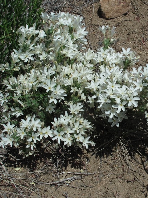 Linanthus nuttalli